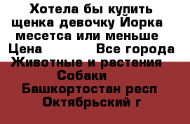 Хотела бы купить щенка девочку Йорка 2 месетса или меньше › Цена ­ 5 000 - Все города Животные и растения » Собаки   . Башкортостан респ.,Октябрьский г.